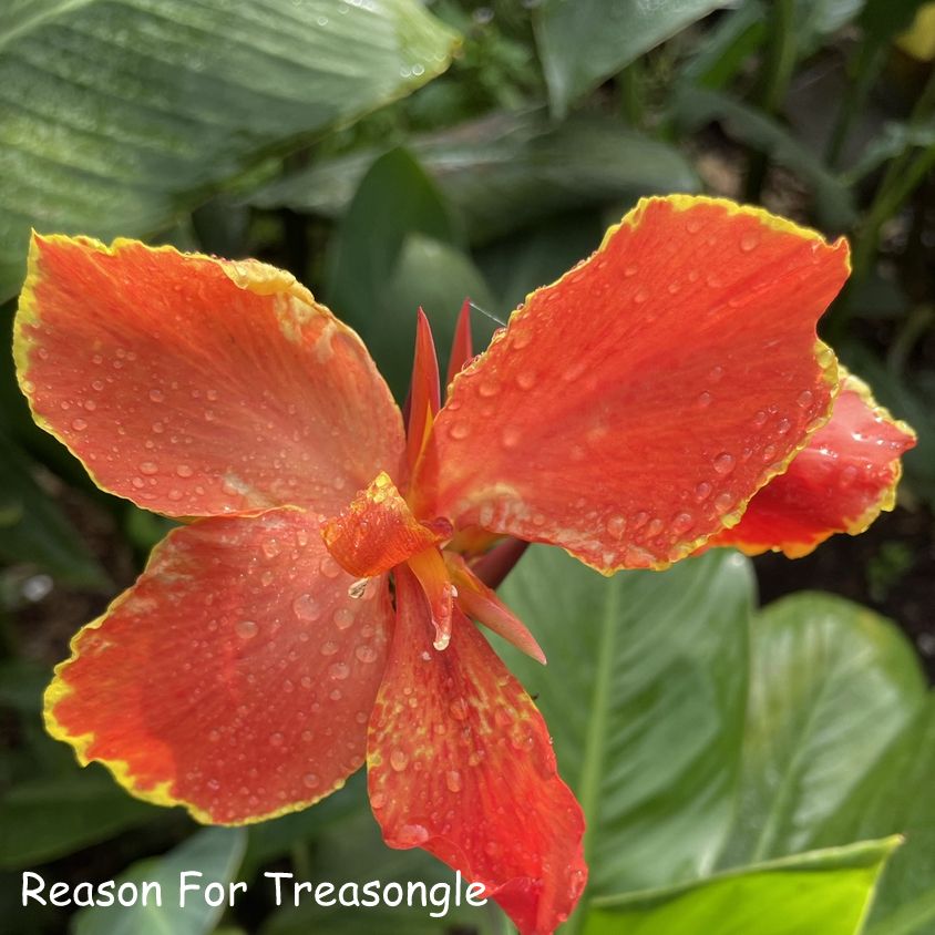 Reason for Treasongle