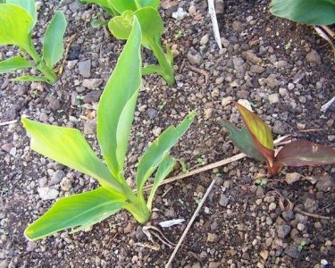 seedling cannas glens