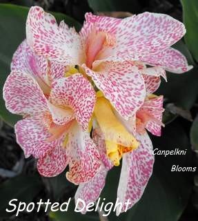 canna spotted delight