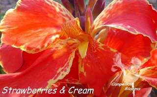 canna strawberries and cream