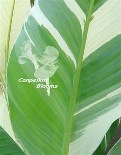 Picture of white leaves on variegated plants as seen on the canna Stuttgart