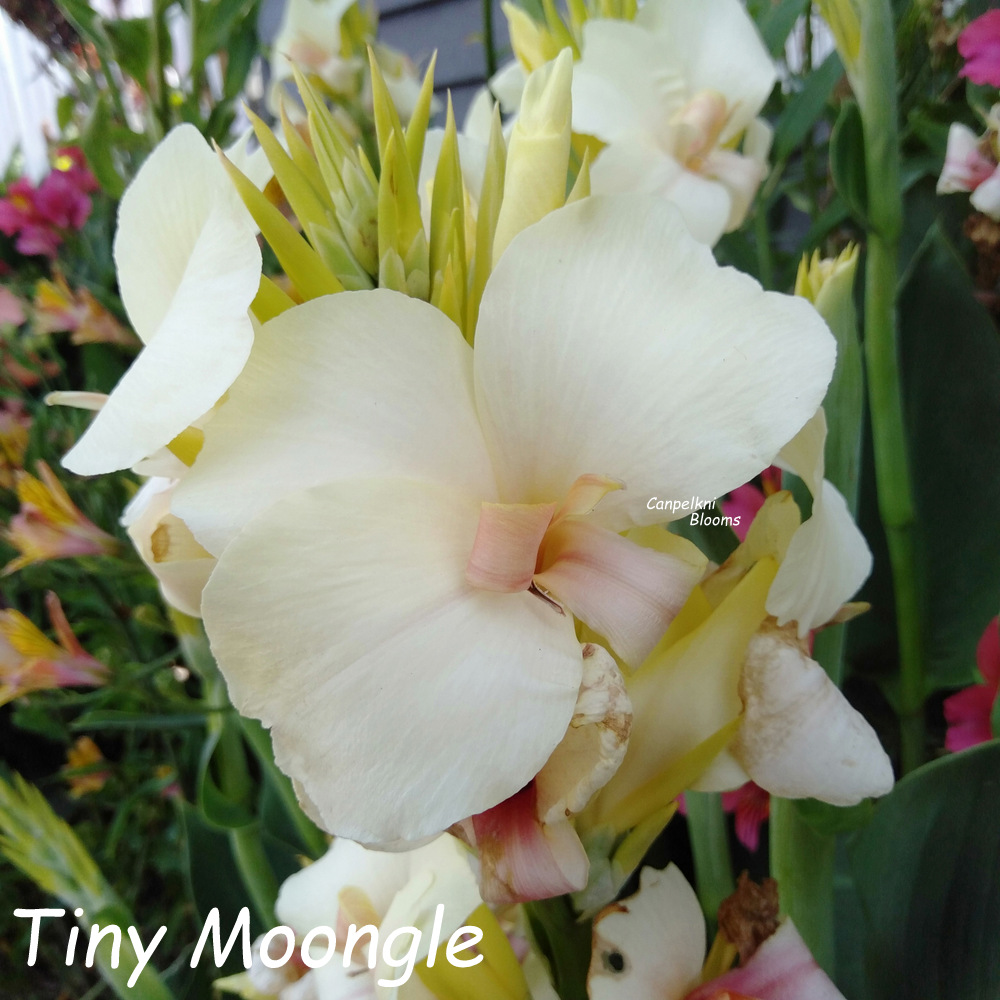 canna Tiny Moongle