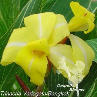 Old canna Trinacria Variegata also often known as canna Bangkok