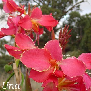 Beautiful Pink Canna Una