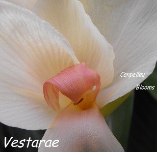 picture of white and pink cannas Vestarae
