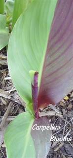 Yelloe King Humbert cannas with variegated striped green leaves