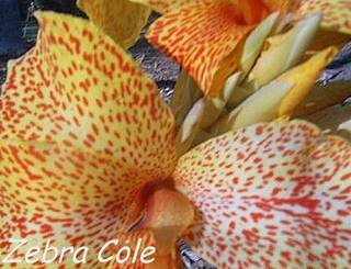 Spotted and striped garden flowers of canna Zebra Cole