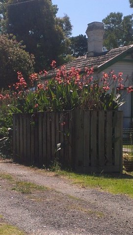 Old heirloom tall canna Annei hybrid