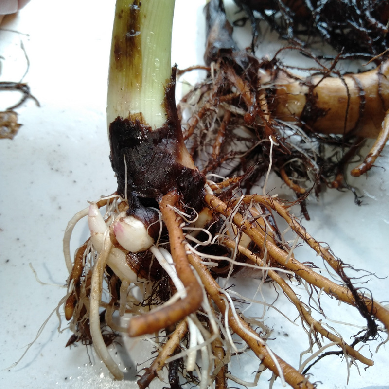 Canna Lily Bare Rootstock Plant Divisions