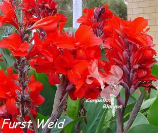 Picture of cannas furst weid