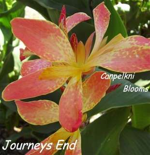 cannas journeys end