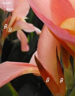 picture of a petal on a pink garden flower