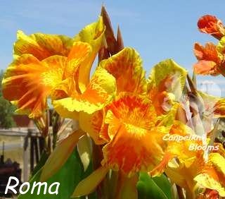 Old garden plants Canna Roma