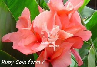 Picture of other garden plants also called Ruby Cole