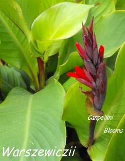 pictures of tropical species canna