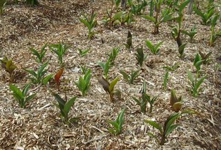 new growth on canna seedlings after winter