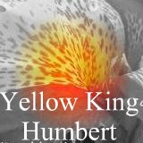 All about the canna Yellow King Humbert