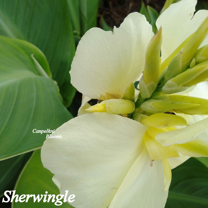 canna Sherwingle