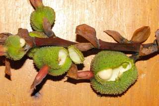 picture of developing garden seeds