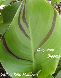 pictures of variegated Leaves on Yellow King Humbert canna