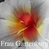 All about canna Frau Gartenburg