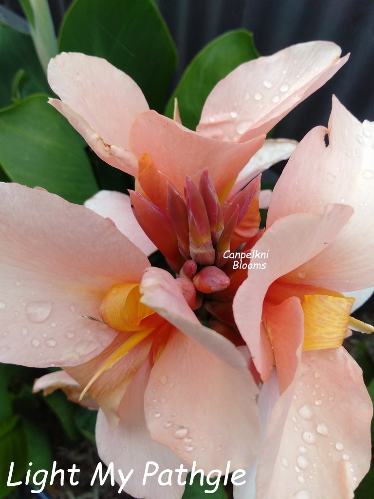 canna Light My Path