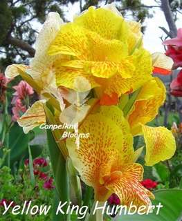 Cannas in the Garden