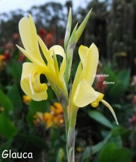 Photo of Glauca's pale yellow flowers