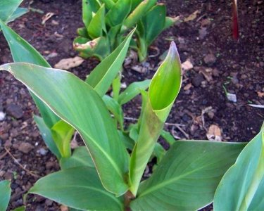 canna seedlings at glens