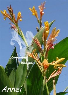 Cannas such as Annei can grow really tall