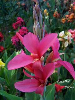 growing cannas are beautiful exotic plants