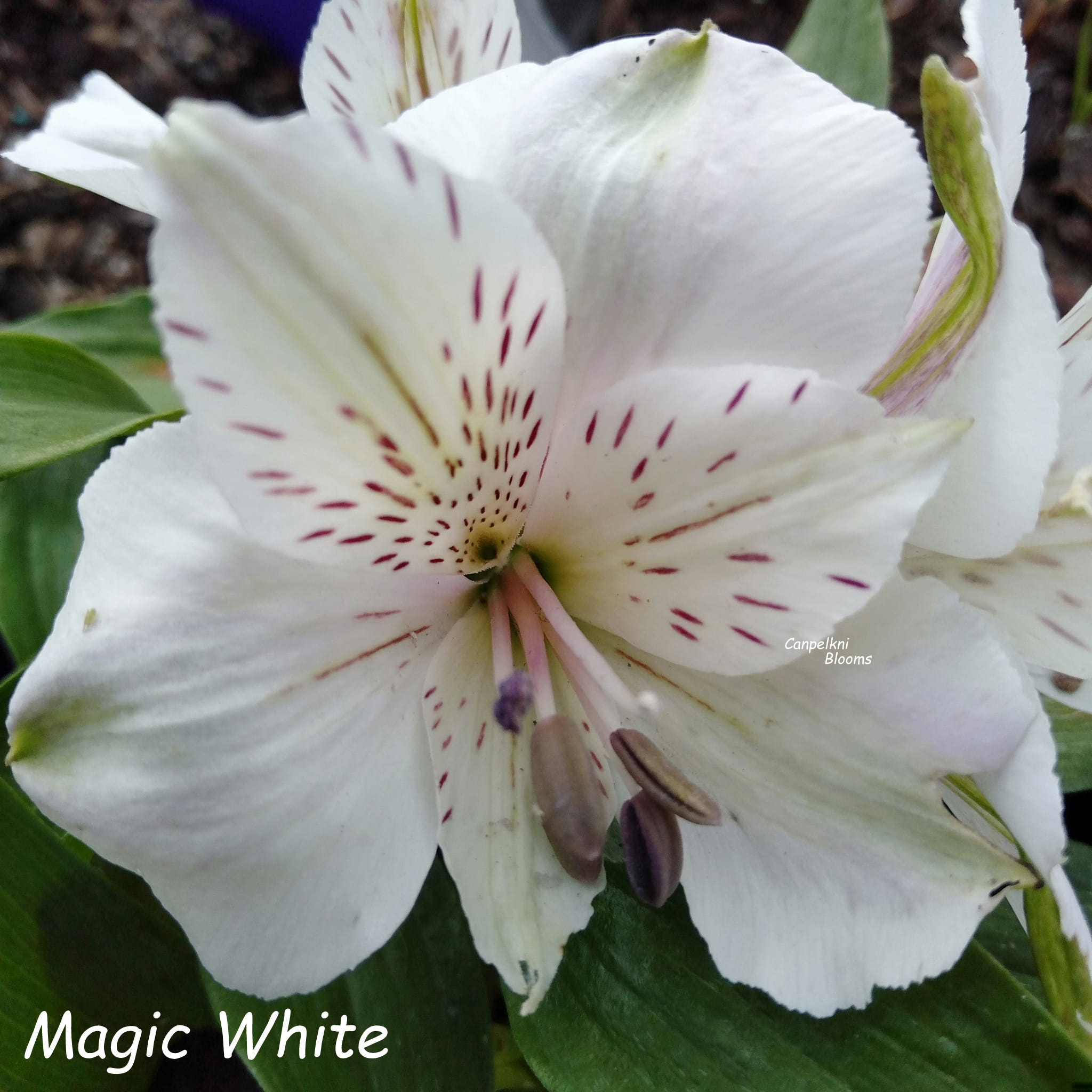 MagicWhite flowers MagicWhite flowers
