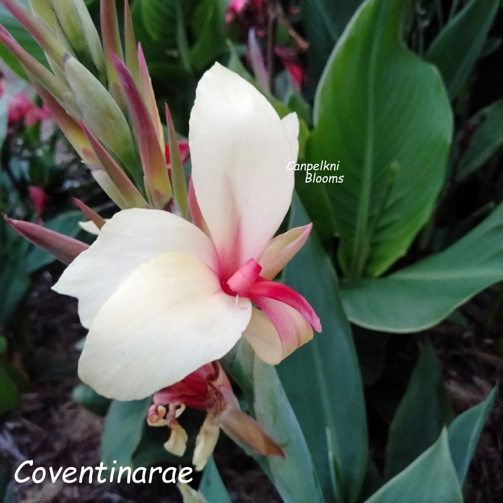 canna Coventinarae
