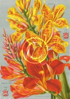 Picture of a two New Cannas from John Lewis Childs New, Rare and Beautiful Flower Seed Catalogue of 1891.
