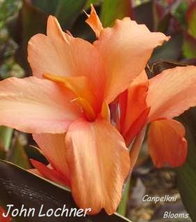 Newly opened garden flowers