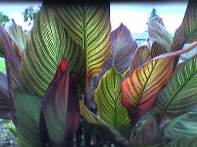 My Canna 'Tropicanna' Screen!