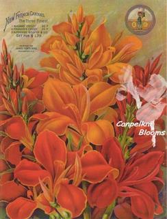 A World Breeders Print of New French Cannas