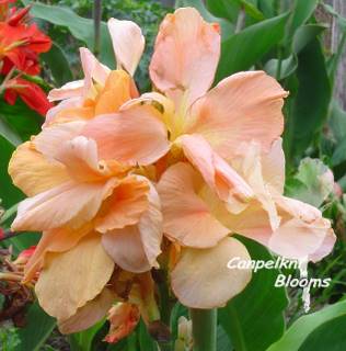 picture of canna Elma Cole