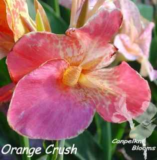 garden plants Orange Crush