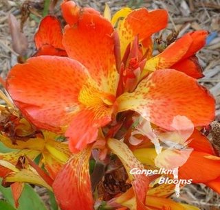 picture of orange flowering cannas
