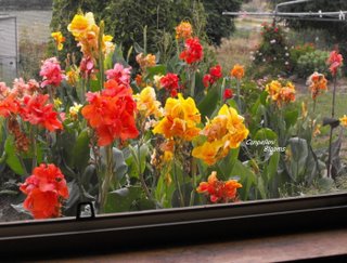 My view of cannas in the garden whilst doing the dishes