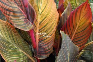 Variegated leaves of red pink green and yellow