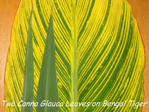 Picture comparison of Glauca leaves on Bengal Tiger canna Leaf