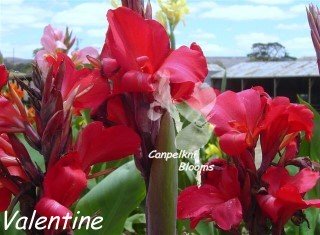 Garden picture of cerise flowering canna Valentine