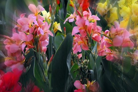 Summer flowering garden cannas