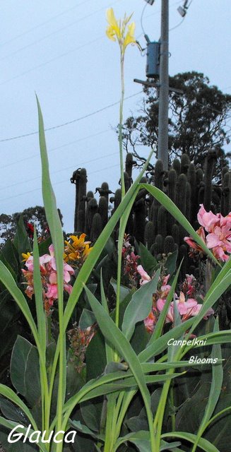 Image of the long leaves of the canna Glauca