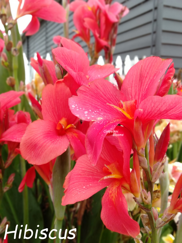 canna Hibiscus