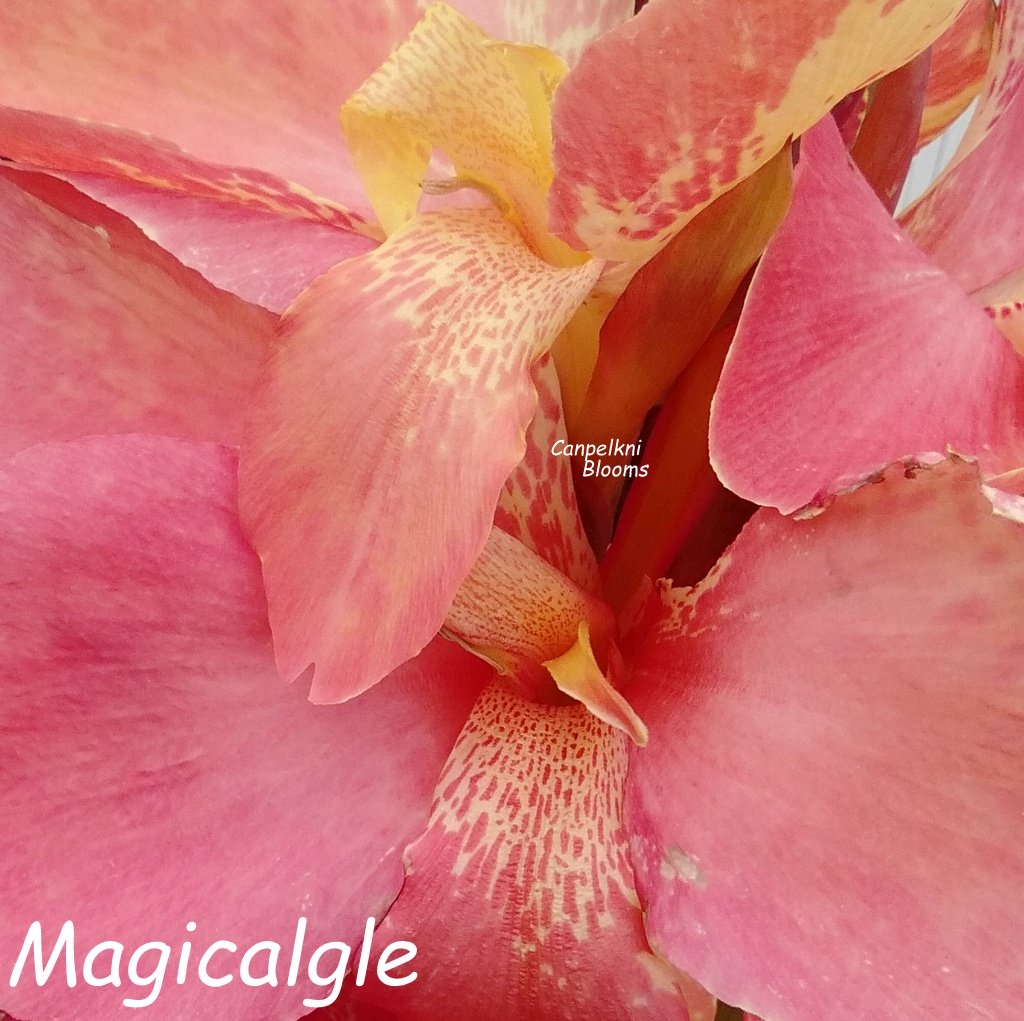 new pink canna magicalgle