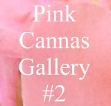 Pictures of pink garden cannas