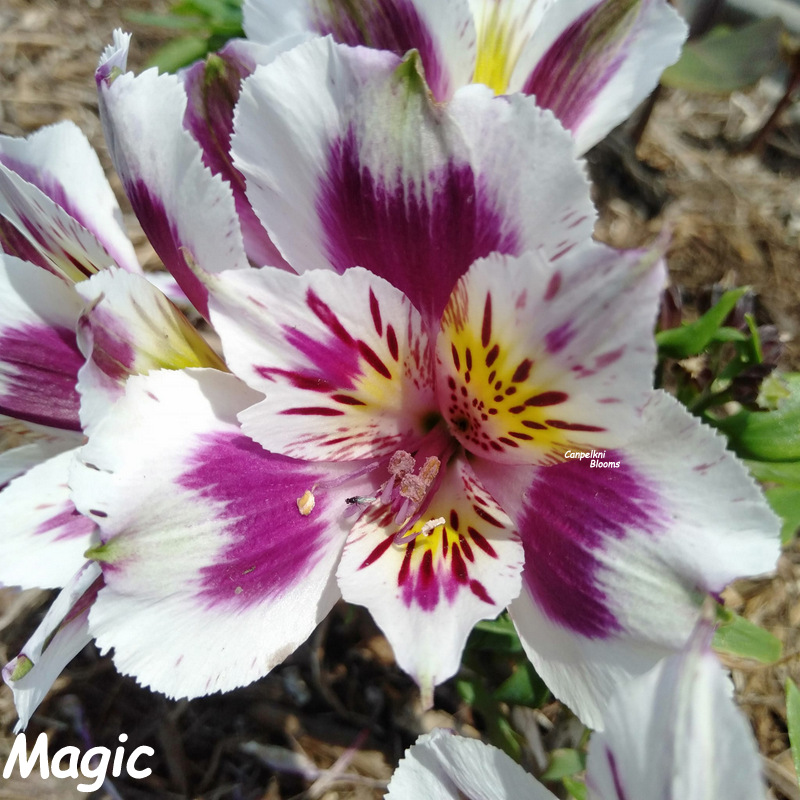 Magic purple n white Magic purple n white